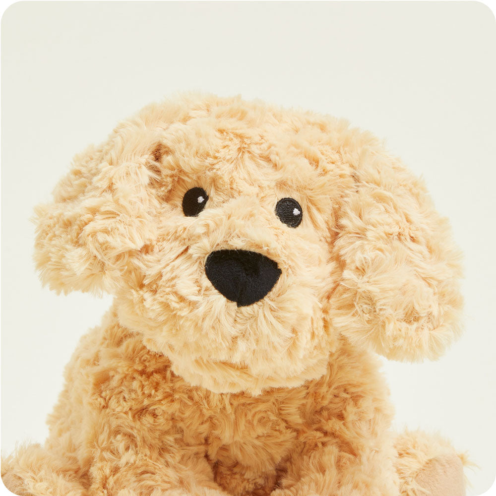 Cooper the Golden Pup